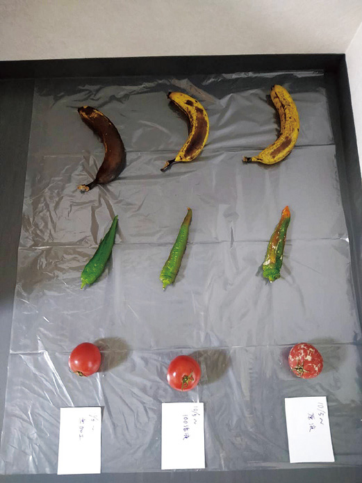 野菜の腐敗実験